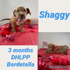 Shaggy