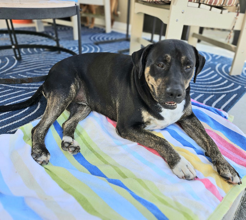 adoptable Dog in Virginia Beach, VA named Evan