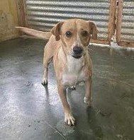 adoptable Dog in Barranquitas, PR named Briana