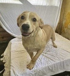adoptable Dog in Barranquitas, PR named Rhiana