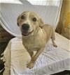 adoptable Dog in , PR named Rhiana