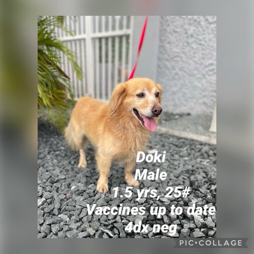 Doki/Ajax