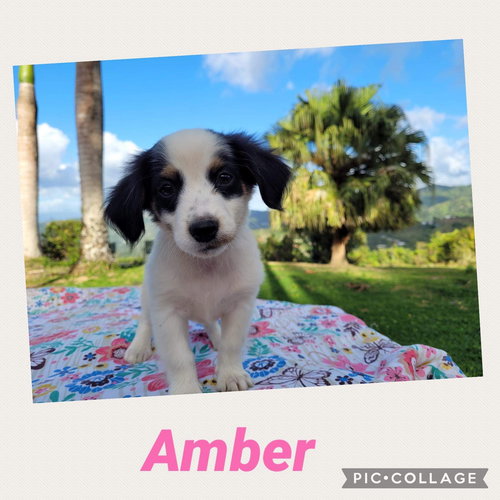 Amber