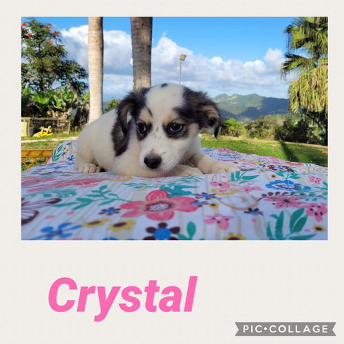 Crystal