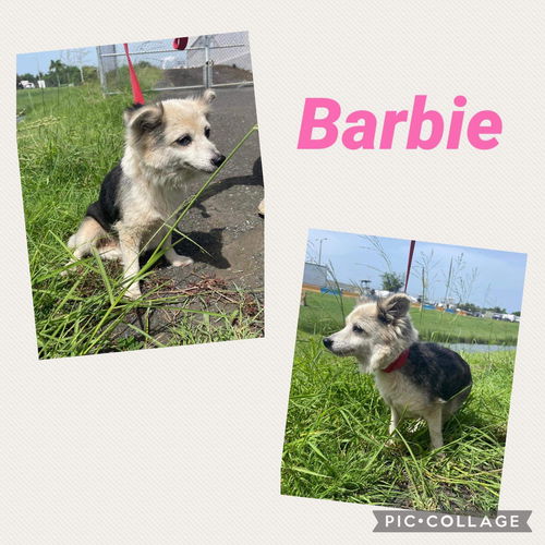 Barbie