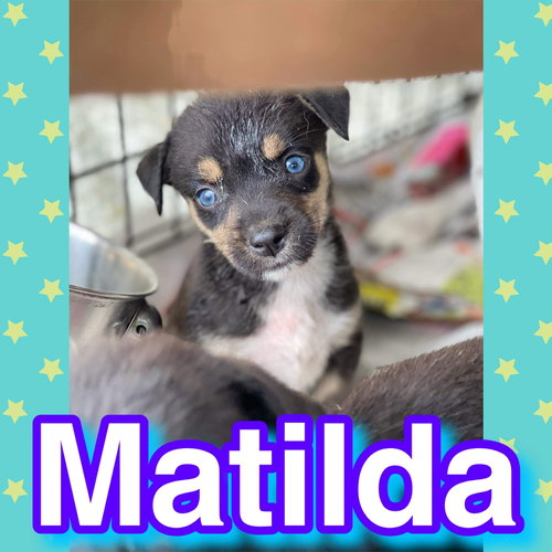 Matilda