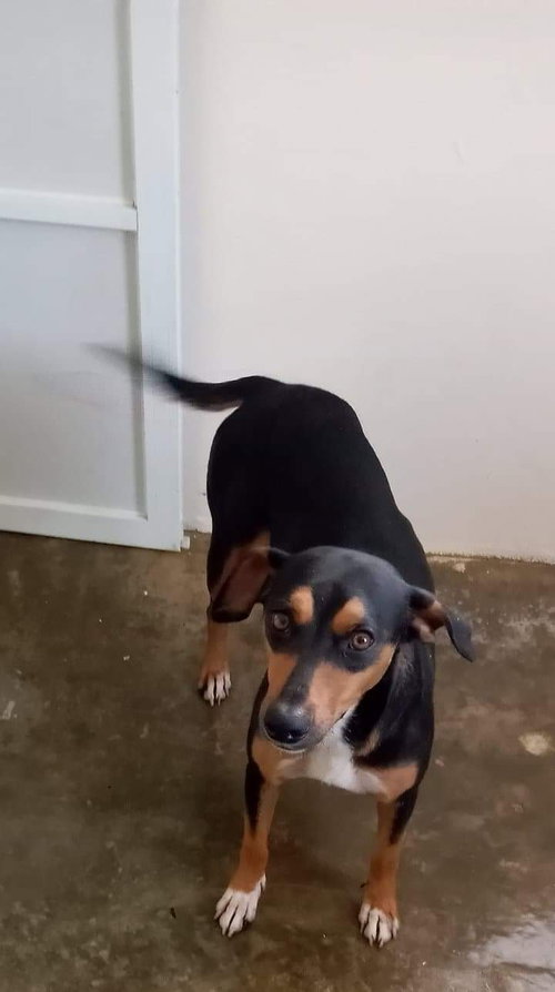 Angel mama