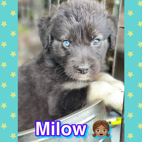 Milow