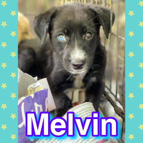 Melvin