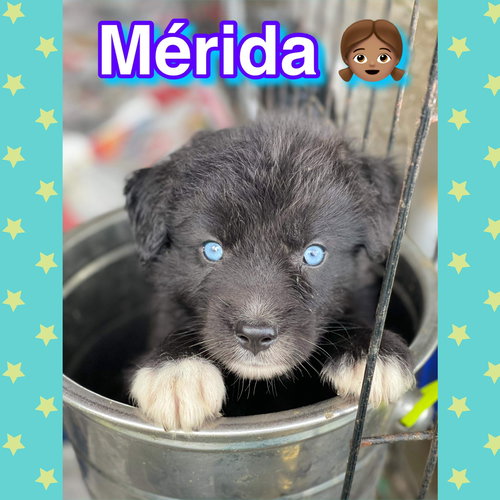 Merida