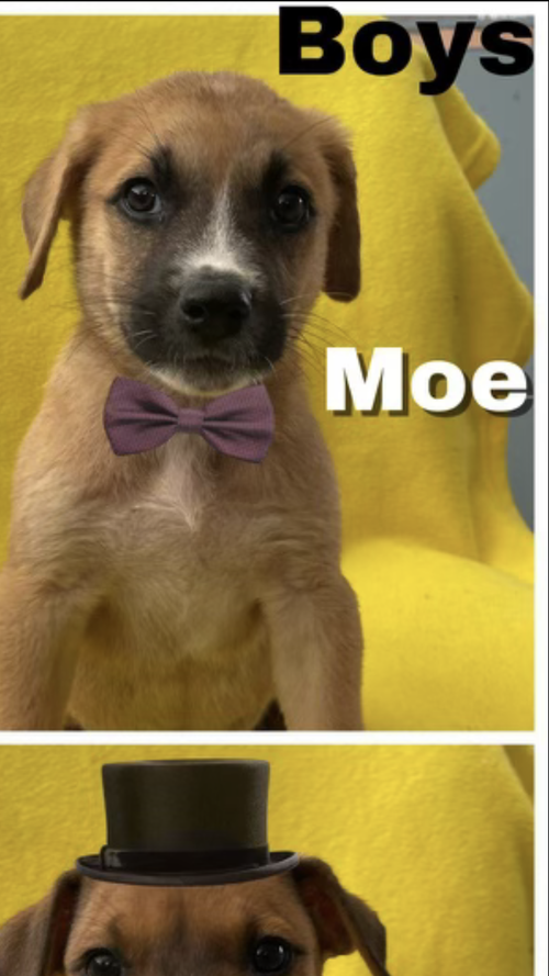 Moe