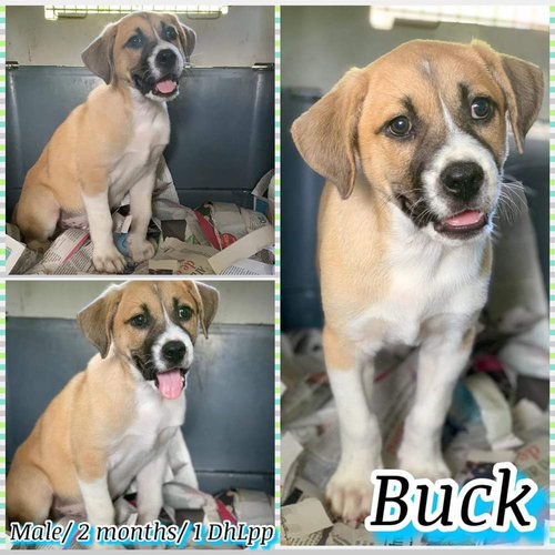 Buck
