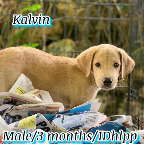 Kalvin