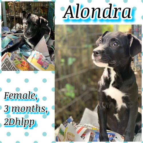 Alondra