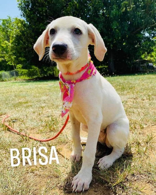Brisa