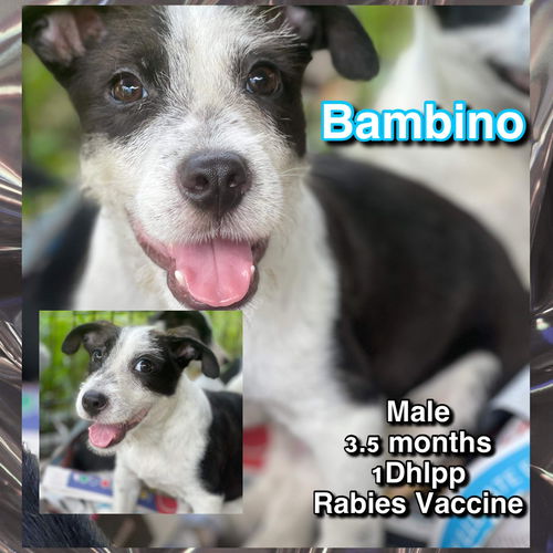 Bambino