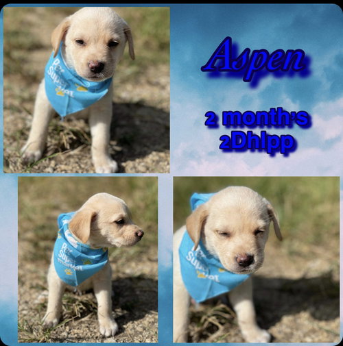 Aspen