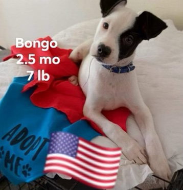 Bongo
