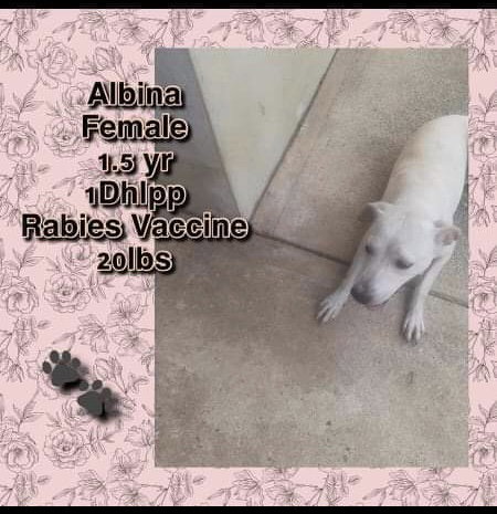 Albina