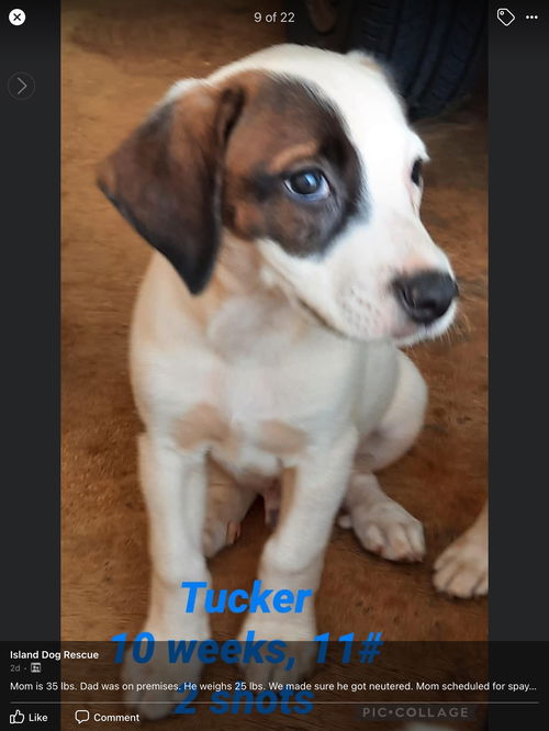 Tucker