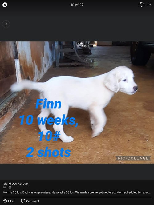 Finn
