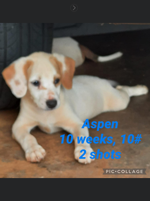 Aspen