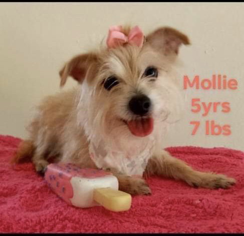 Mollie