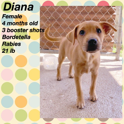 Diana