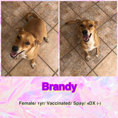 Brandy
