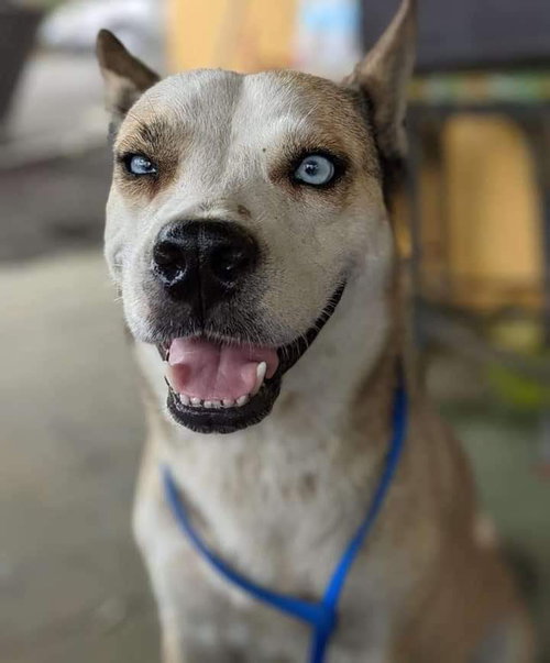 Azul
