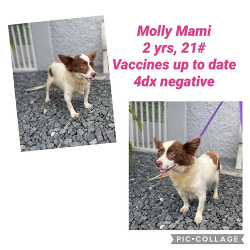 Molly Mami