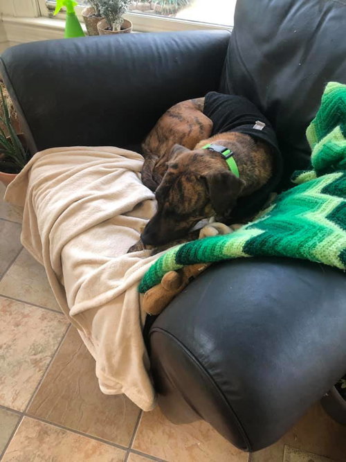 Brindi