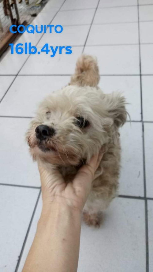 Coquito