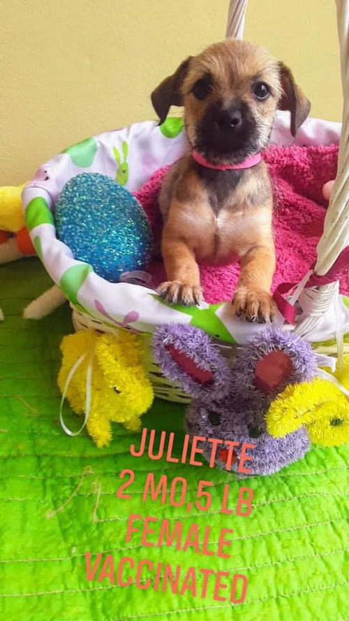 Juliette