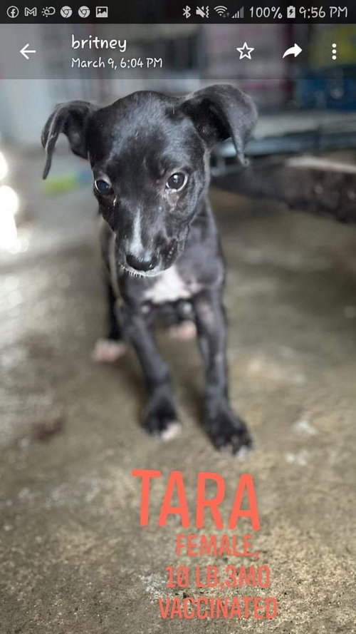 Brindi baby(Tara)