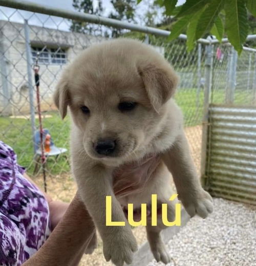 Lulu