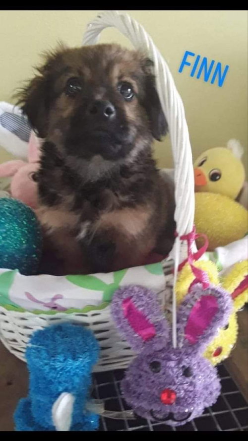 Finn