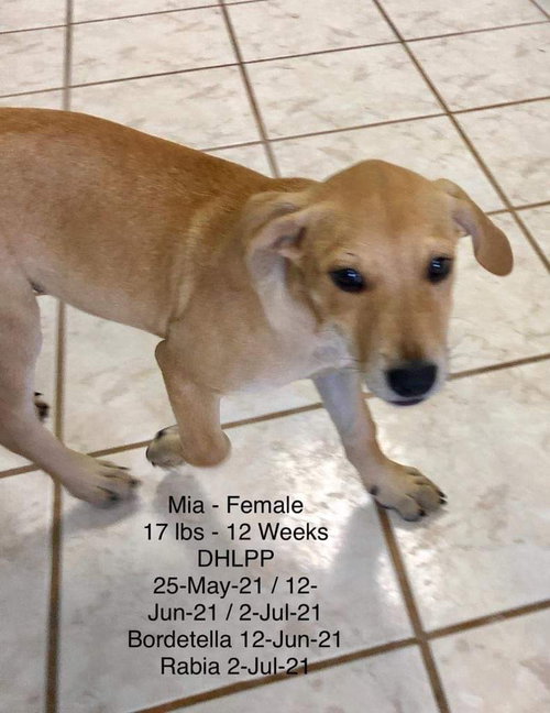 Mia