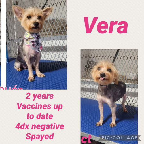 Vera