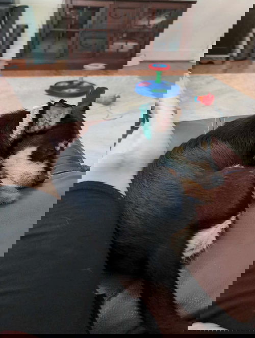 Aaron