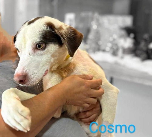Cosmo/Sparky
