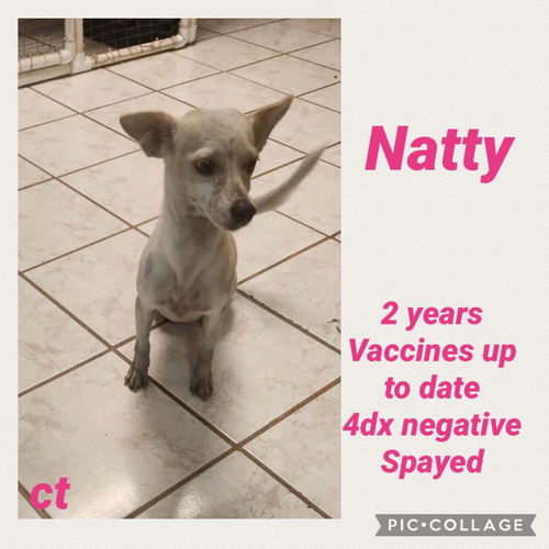 Natty