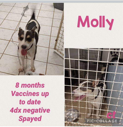 Molly