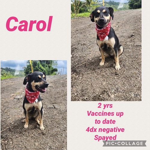 Carol/Bandit?