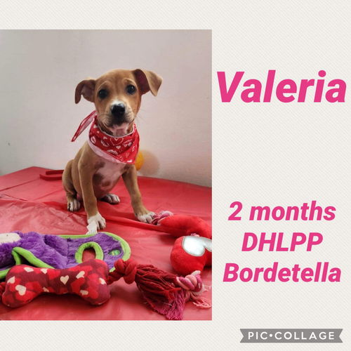 Valeria