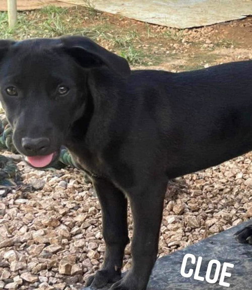 Cloe/Isla