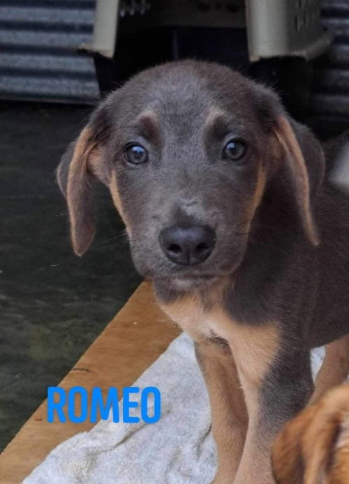 Romeo