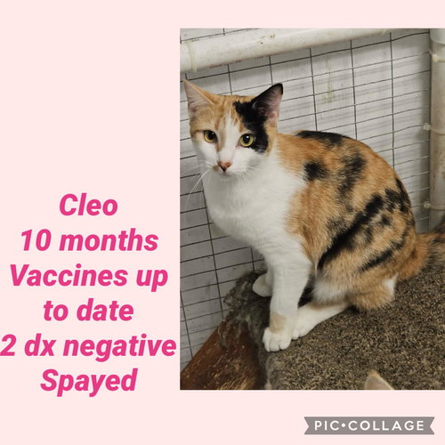 Cleo (cat)