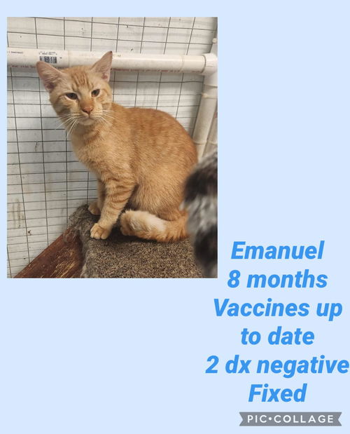 Emanuel (cat)