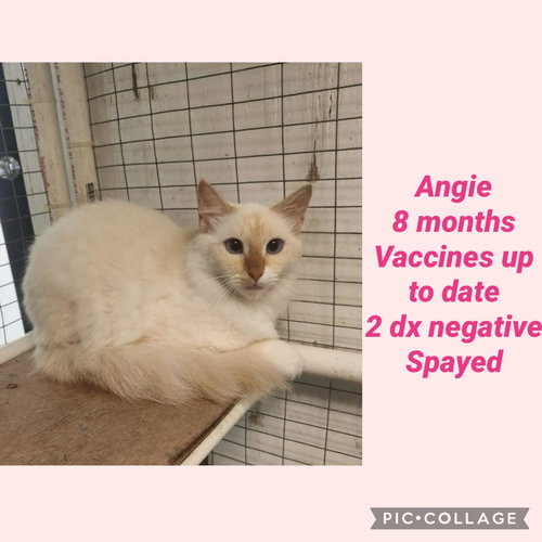 Angie